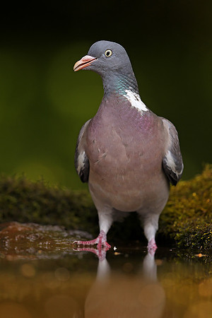 Woodpigeon