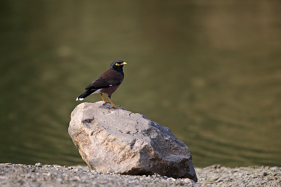 Common Myna