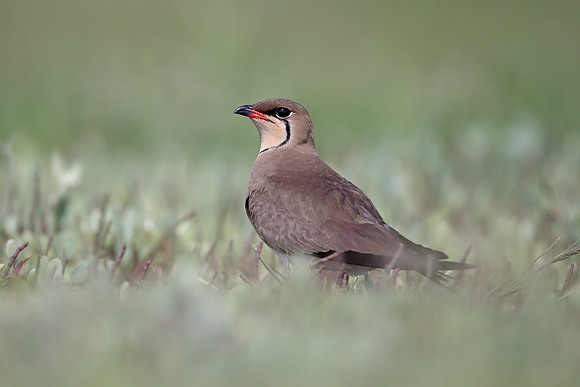 Collared Pratincole