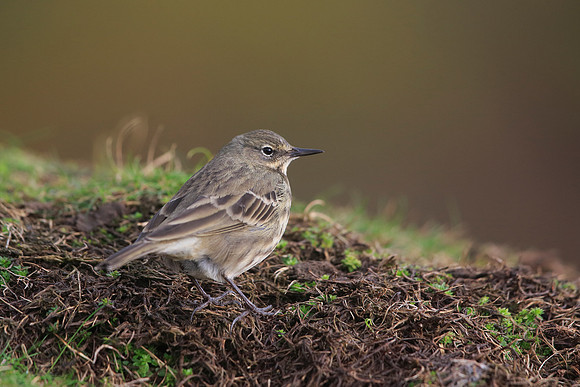 Rock Pipit