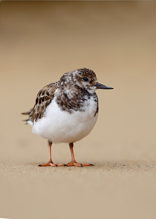 Turnstone