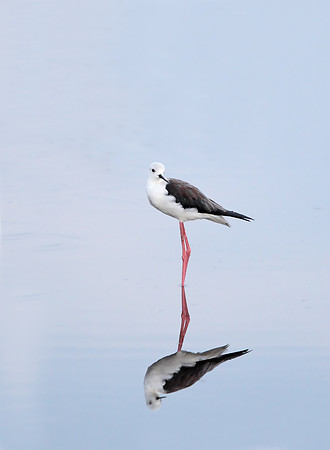 Black-winged Stilt