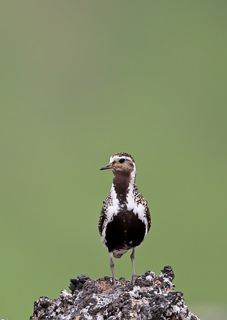 Golden Plover