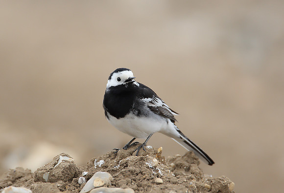 Pied Wagtail