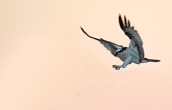 Osprey