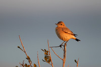Isabelline Wheatear