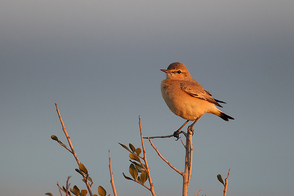 Isabelline Wheatear