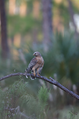 Red-shouldered Hawk
