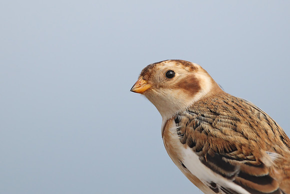 Snow Bunting