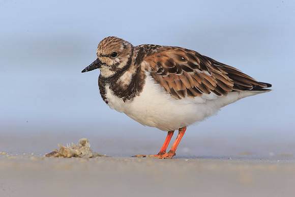 Turnstone