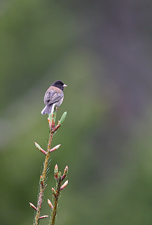 Dark-eyed "Oregon" Junco