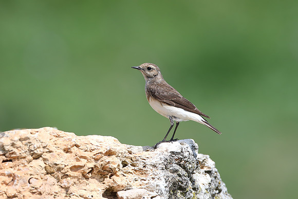 Pied Wheatear