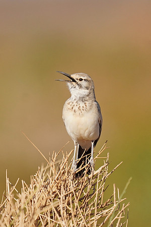 Greater Hoopoe-lark