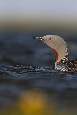 Red-throated Diver