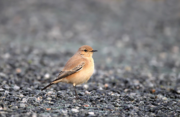 Desert Wheatear