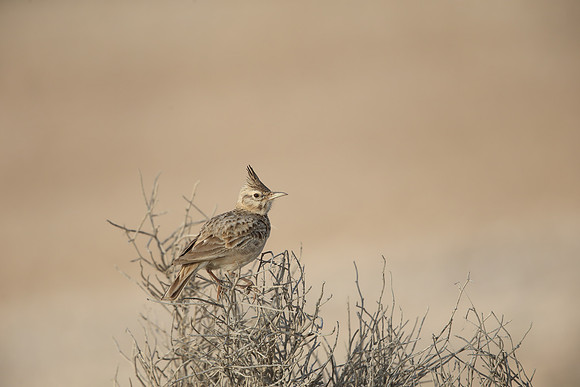 Crested Lark