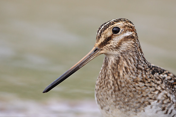 Snipe