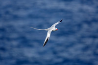 Red-billed Tropicbird