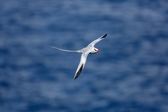 Red-billed Tropicbird