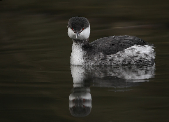 Slavonian Grebe