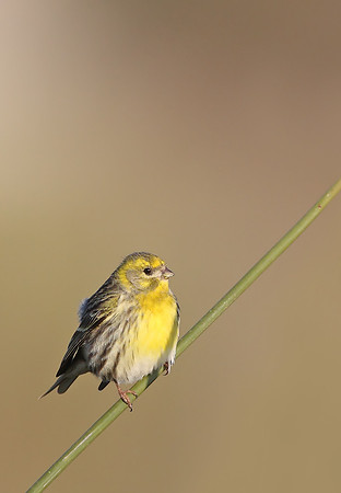 Serin