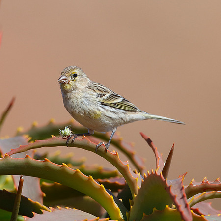 Atlantic Canary