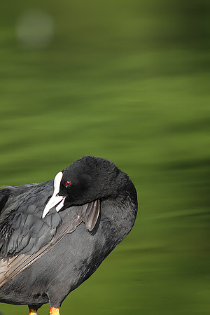 Coot