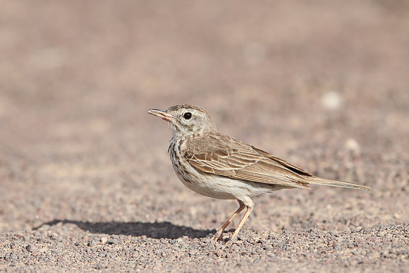 ​Berthelot's Pipit