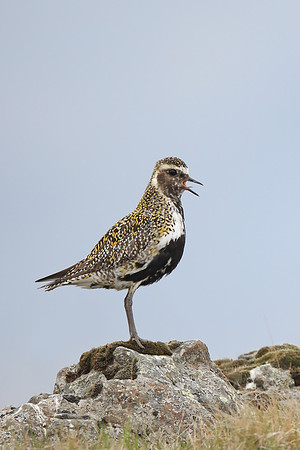 Golden Plover