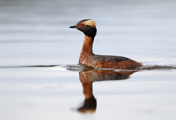 Slavonian Grebe