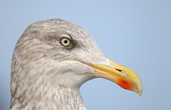 Herring Gull