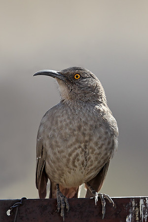 Curve-billed Thrasher