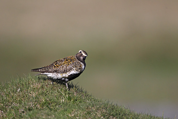 Golden Plover