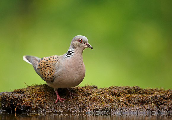 Turtle Dove