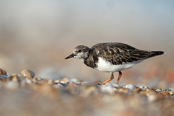 Turnstone
