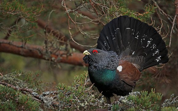 Capercaillie