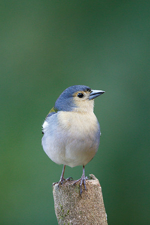 Madeiran Chaffinch