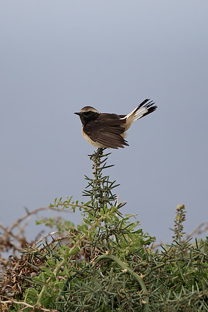 Cyprus Wheatear