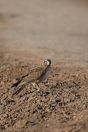 Northern Harrier