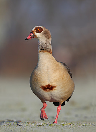 Egyptian Goose