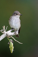 Spotted Flycatcher