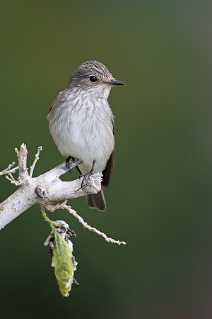 Spotted Flycatcher
