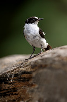 Collared Flycatcher
