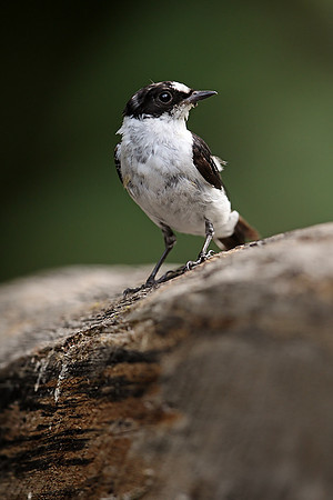 Collared Flycatcher