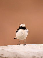 Mourning Wheatear