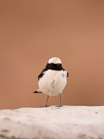 Mourning Wheatear