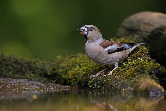Hawfinch