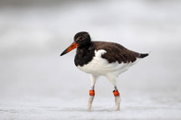 American Oystercatcher