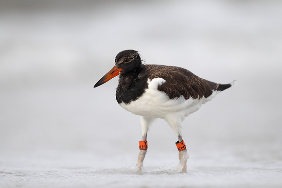 American Oystercatcher
