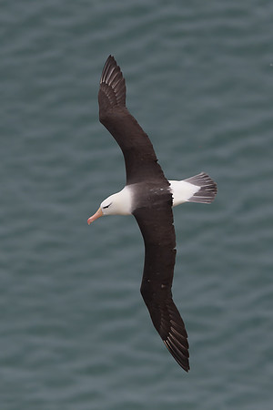 Black-browed albatross